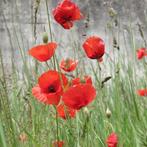 Biologische Bloemzaden: klaproos, goudsbloem, korenbloem, Tuin en Terras, Bloembollen en Zaden, Ophalen of Verzenden, Gehele jaar