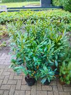 PRUNUS/LAURIER STRUIK groot, Ophalen, Laurier, 100 tot 250 cm
