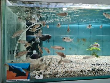 Copadichromis Mloto Ivory Head Malawi Cichliden beschikbaar voor biedingen