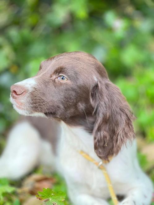 Engelse springer spaniël met stamboom, Dieren en Toebehoren, Honden | Retrievers, Spaniëls en Waterhonden, Reu, Spaniël, Particulier