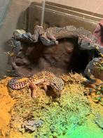 Luipaard gekko met terrarium is een mannetje, Dieren en Toebehoren, Reptielen en Amfibieën, Hagedis, Met terrarium, 3 tot 6 jaar