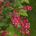 Ribes 2.50 p st, Tuin en Terras, Volle zon, Vaste plant, Lente, Ophalen