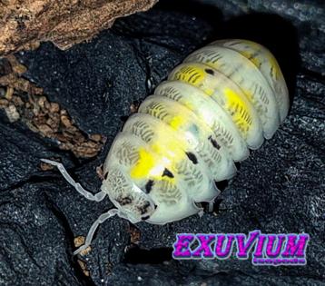Armadillidium vulgare Magic Potion isopods / pissebedden beschikbaar voor biedingen