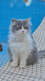 Super knuffelige brigitte, Poes, Gechipt