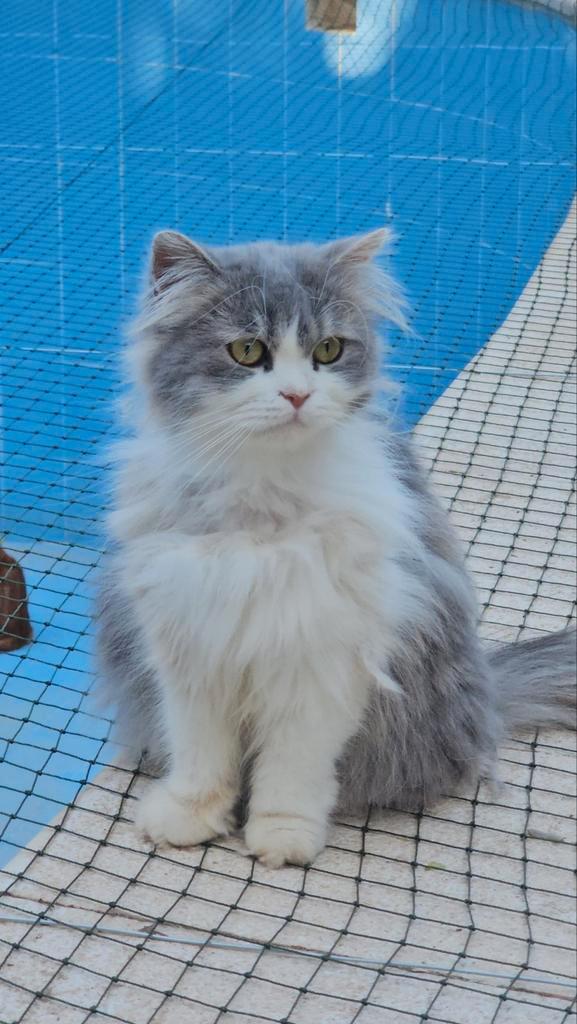 Super knuffelige brigitte, Dieren en Toebehoren, Katten en Kittens | Raskatten | Langhaar, Poes, Gechipt