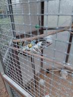 Diverse grasparkieten, Meerdere dieren, Parkiet