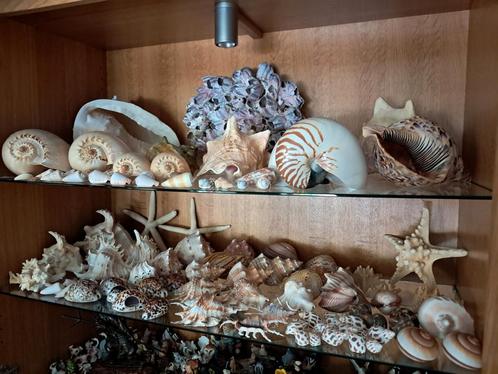 Schelpen, Verzamelen, Mineralen en Fossielen, Schelp(en), Ophalen of Verzenden