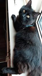 Kruising Boskat/Main Coon te koop., Dieren en Toebehoren, Katten en Kittens | Raskatten | Langhaar, Kater, Ontwormd, 0 tot 2 jaar