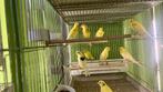 Waterslag kanarie, Dieren en Toebehoren, Vogels | Kanaries, Meerdere dieren, Zangkanarie