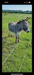 Te koop: 2 mini-ezels – vader & zoon, Dieren en Toebehoren, Overige Dieren, Januari, Mannelijk