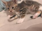 Mooiste kittens ️❤️, Meerdere dieren, Kortharig, 0 tot 2 jaar