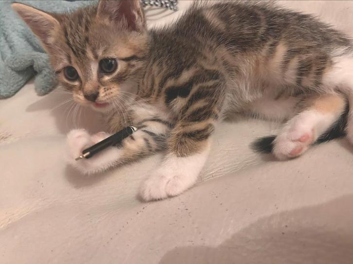 Mooiste kittens ️❤️, Dieren en Toebehoren, Katten en Kittens | Overige Katten, Kortharig, Meerdere dieren, 0 tot 2 jaar