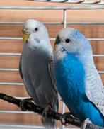 2 Budgie te koop (1 tambare), Dieren en Toebehoren, Ophalen of Verzenden