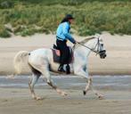 Gezocht bijrijdpaard / verzorgpaard omg. Wouw, Ophalen of Verzenden, Nieuw, Dressuur