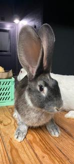 Duitse reuzen uitzonderlijke kleuren, Meerdere dieren, Groot