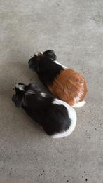 2 cavia beettjes, Dieren en Toebehoren, Knaagdieren, Cavia, Mannelijk, Juli, Tam