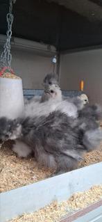 Usa zijdehoen hennen, Dieren en Toebehoren, Pluimvee, Vrouwelijk, Kip