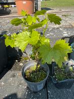 Vitis Vinifera (wijndruif), Tuin en Terras, Ophalen, Minder dan 100 cm