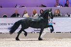 Friese ster hengst 4 jaar, Dressuurpaard, Hengst, 3 tot 6 jaar, 160 tot 165 cm