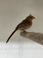 Rode kardinaal man, Dieren en Toebehoren, Vogels | Overige Vogels, Mannelijk, Tropenvogel, Geringd