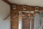 Te koop alles in een koop jong en oudere harlekijn kanaries, Dieren en Toebehoren, Vogels | Kanaries, Meerdere dieren, Kleurkanarie