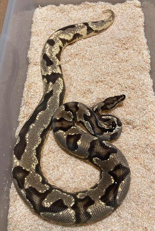 0.1 OD YB Fire het Pied proven breeder ball python regius, Dieren en Toebehoren, Reptielen en Amfibieën, Slang, 3 tot 6 jaar, Tam