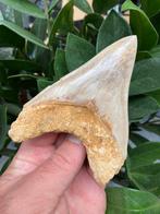 Grote megalodon (11,2 cm), haaientand, Indonesië 3, Verzamelen, Mineralen en Fossielen, Ophalen of Verzenden, Fossiel