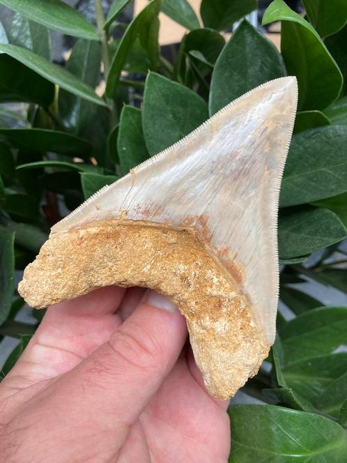 Grote megalodon (11,2 cm), haaientand, Indonesië 3, Verzamelen, Mineralen en Fossielen, Fossiel, Ophalen of Verzenden