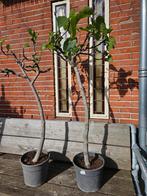 Vijgbomen in alle maten, dunne en dikkere stam, Tuin en Terras, Planten | Bomen, Ophalen of Verzenden, Zomer, Volle zon, Overige soorten