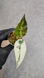 Alocasia Regal Shield Albo Variegata, Ophalen of Verzenden, Halfschaduw, Minder dan 100 cm