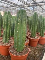 Cactus Tricocereus Pachanoi (San Pedro) 17cm pot 40-45 hoog, Ophalen of Verzenden, Minder dan 100 cm, Bloeiende kamerplant, Volle zon