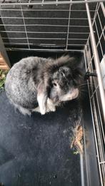 Voskonijn 2j met toebehoren, Mannelijk, Dwerg