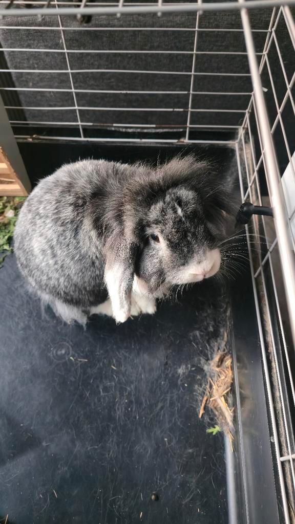 Voskonijn 2j met toebehoren, Dieren en Toebehoren, Konijnen, Dwerg, Mannelijk