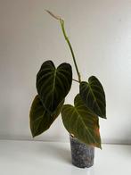 Philodendron Gloriosum Velvet Gewortelde Jonge Plant, Huis en Inrichting, Kamerplanten, Ophalen of Verzenden