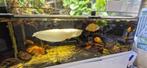 Arowana albino 80cm, Vis, Zoetwatervis
