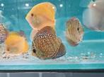Indiana Tiger Discus, Symphysodon Discus Indiana Tiger, Vis, Zoetwatervis