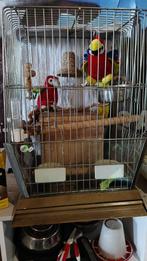 Vogelkooi XXL met villa-nestkast – penthouse voor parkiet, Dieren en Toebehoren, Ophalen, Gebruikt, Metaal, Vogelkooi