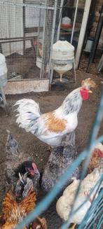 Langkraai haan met kuif, Mannelijk, Kip