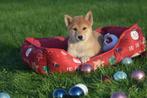 Shiba inu pups alle kleuren, Dieren en Toebehoren, Rabiës (hondsdolheid), 15 weken tot 1 jaar, Overige rassen, Buitenland