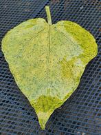 Catalpa blad van keramiek handgemaakt, Ophalen