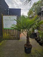 Palmen winterhard Trachycarpus Fortunei 50cm stam, korting!, Volle zon, Ophalen of Verzenden, 100 tot 250 cm, Zomer