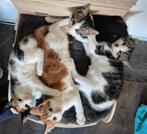Kittens, Meerdere dieren, Kortharig, 0 tot 2 jaar