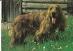 Cocker Spaniel ansichtkaart, Verzenden, 1960 tot 1980, Ongelopen, Hond of Kat