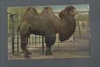2338 Oude kaart dierentuin Artis kameel, Verzamelen, Ansichtkaarten | Dieren, Gelopen, Overige soorten, Verzenden