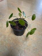 Kamerplant: Pannenkoekenplant / Pilea peperomioides, Groene kamerplant, Ophalen, Overige soorten, Minder dan 100 cm