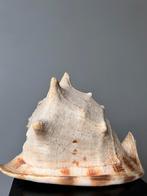 MEGA GROTE ZWARE NATUURLIJKE DECORATIEVE SCHELP FOSSIEL, Verzamelen, Mineralen en Fossielen, Ophalen of Verzenden, Schelp(en)