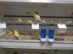 Diverse kanaries, Dieren en Toebehoren, Vogels | Kanaries, Meerdere dieren, Zangkanarie