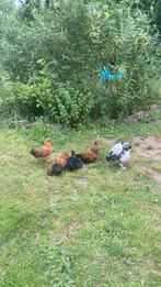 Wyandotte kriel hanen, Dieren en Toebehoren, Pluimvee, Mannelijk, Kip
