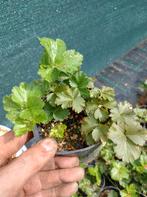 Gele aardbei, waldsteinia ternata bodembedekker, Tuin en Terras, Planten | Tuinplanten, Ophalen of Verzenden, Zomer, Halfschaduw