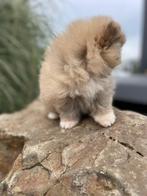 Pomeraniaan pup pomeriaan, Dieren en Toebehoren, Particulier, Rabiës (hondsdolheid), 8 tot 15 weken, Reu